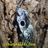 /home//u458753944/public_html/sourcegallery////////////////Insects and small critters/beetles (Coleoptera)/P5260539.JPG